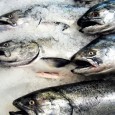 Japonica – fish: healthy eating Japanese people who eat salmon are healthiest and live longest according to an American researcher, Dr. David Williams, who tracks the world for latest studies in health and medical matters....